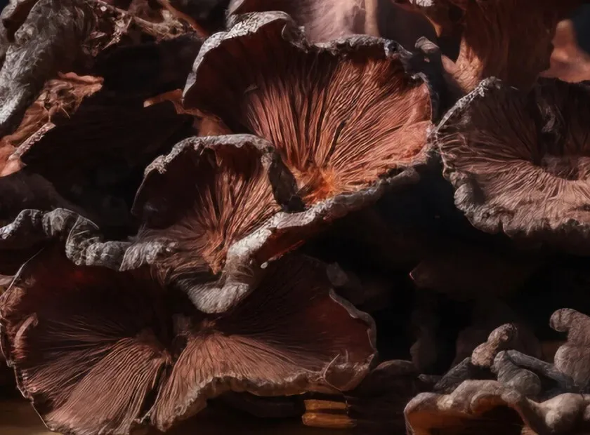 Cholibrium™ Black Fungus Tree Ear functional mushroom