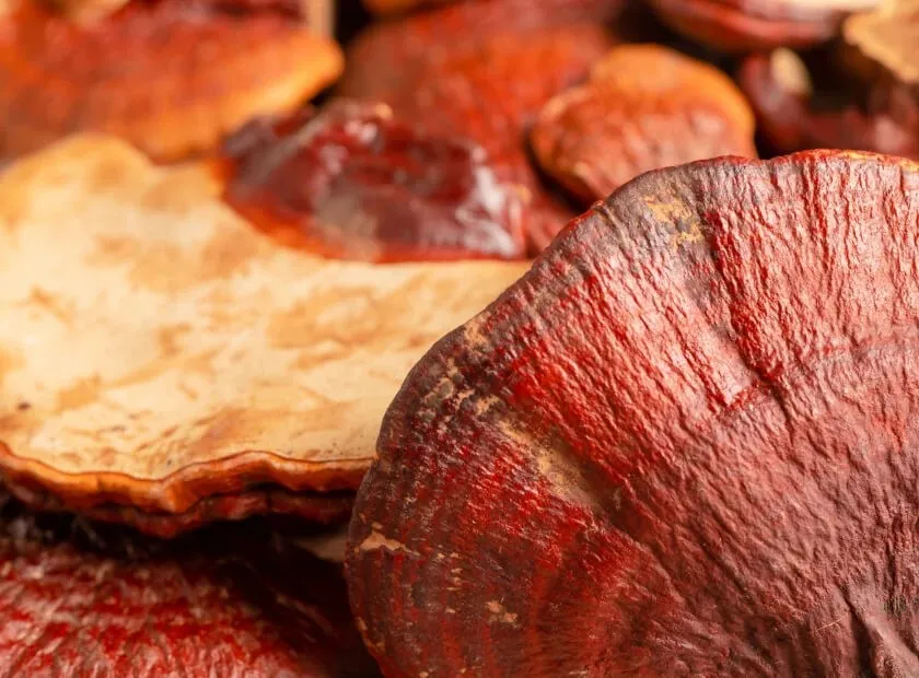 Cholibrium™ Reishi functional mushroom