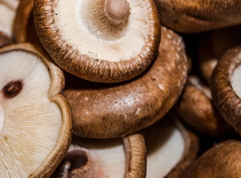 Cholibrium™ Shiitake functional mushroom
